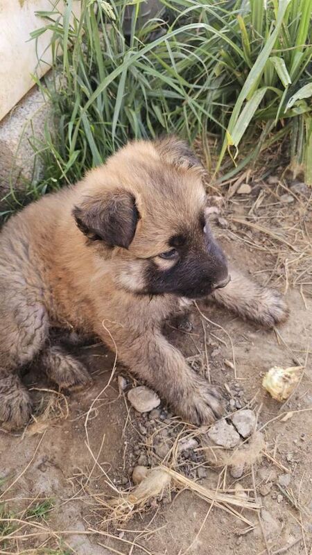 Male KC Registered German Shepherd Puppy