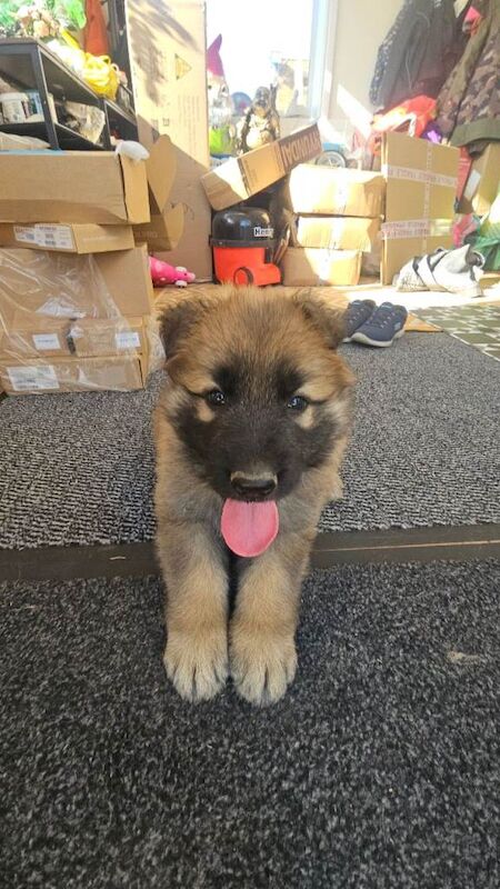 Male KC Registered German Shepherd Puppy - Image 2 of 5