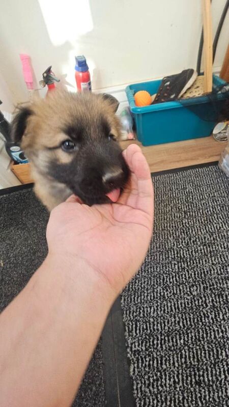 Male KC Registered German Shepherd Puppy - Image 3 of 5