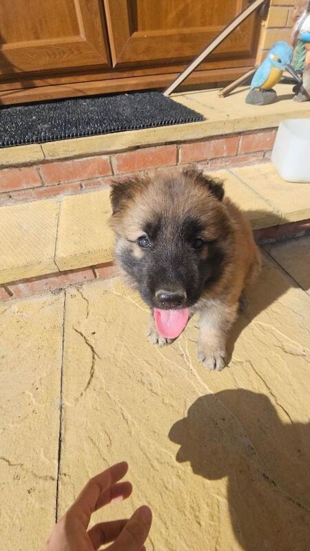 Male KC Registered German Shepherd Puppy - Image 4 of 5