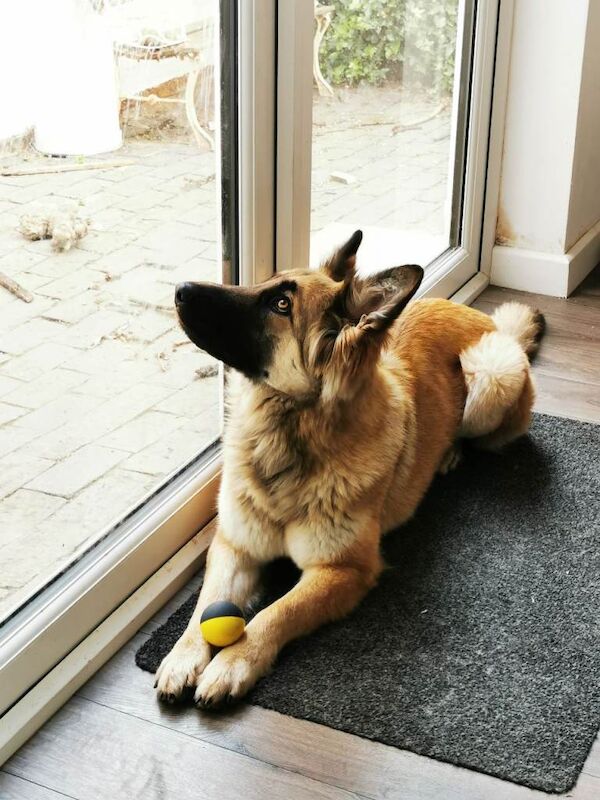 Male KC Registered German Shepherd Puppy - Image 5 of 5