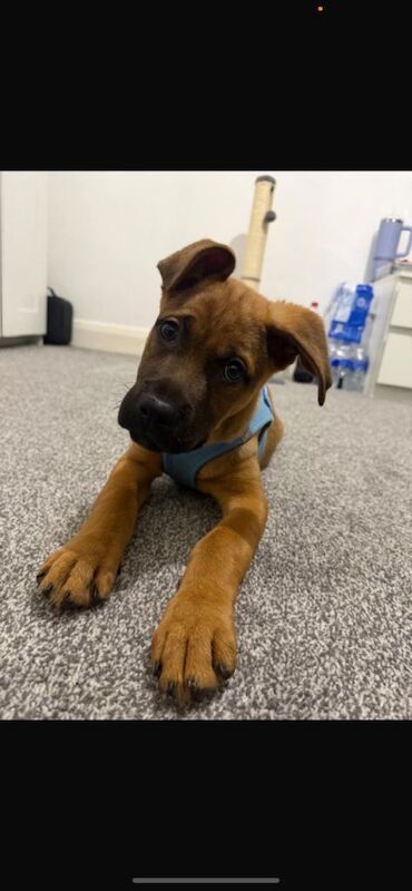 Male pup