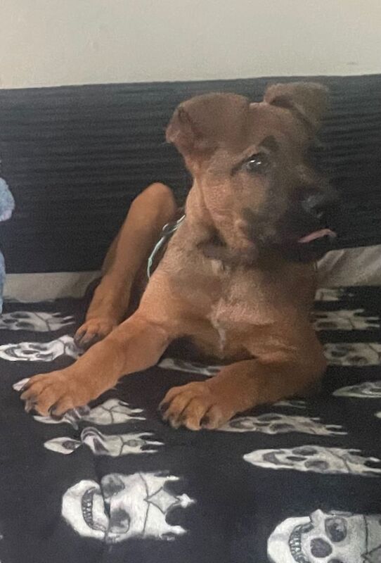 Male pup - Image 2 of 2