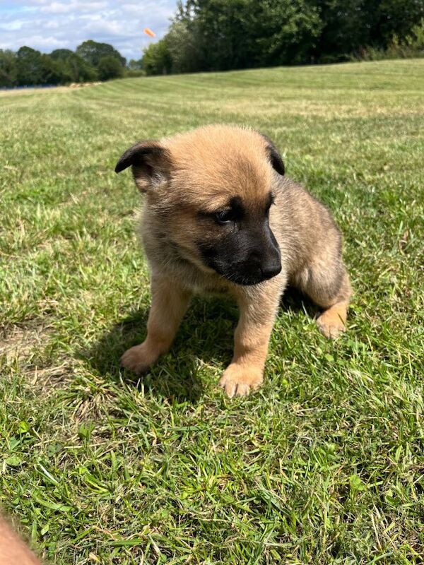 Malinios x DDR German Shepard Puppies