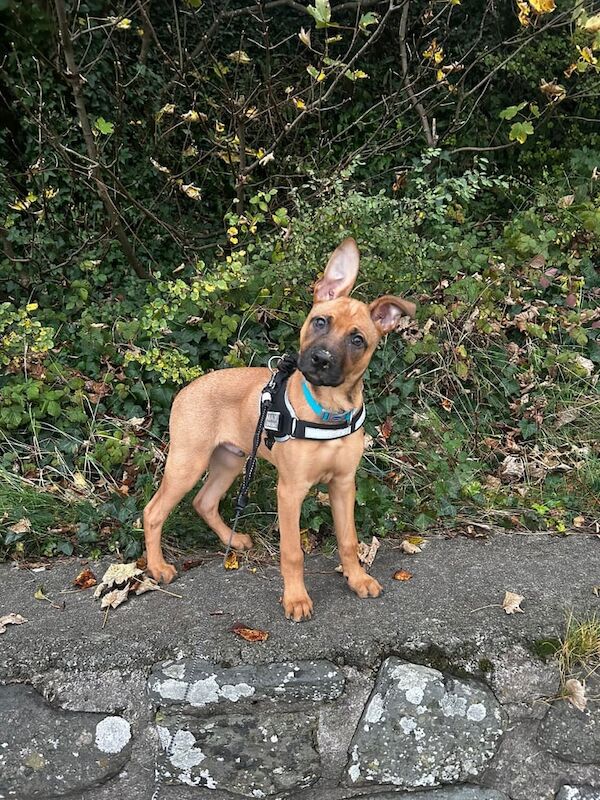 Max 4 months old - Image 2 of 5