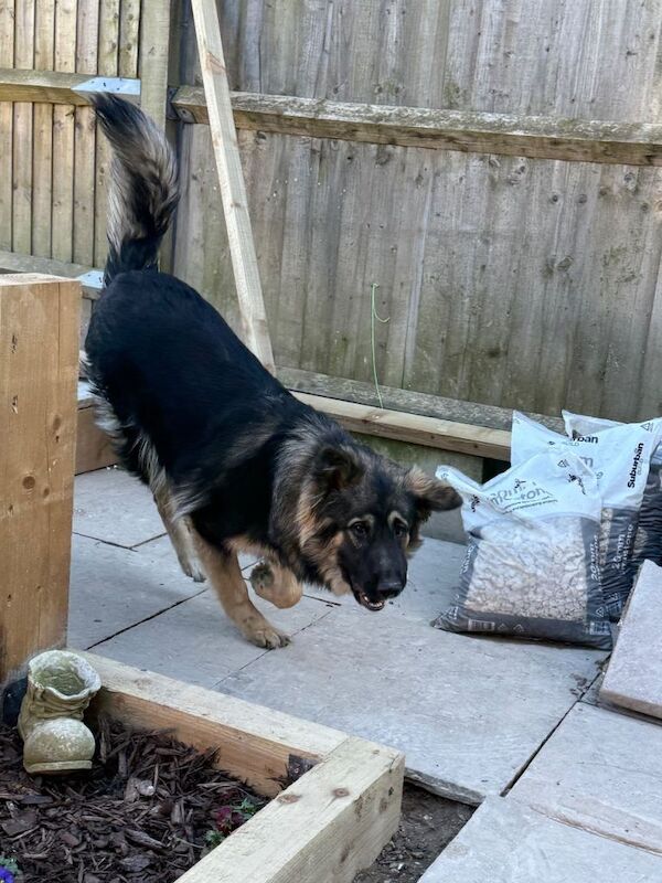 Meet marmalade the German shepherd - Image 2 of 4