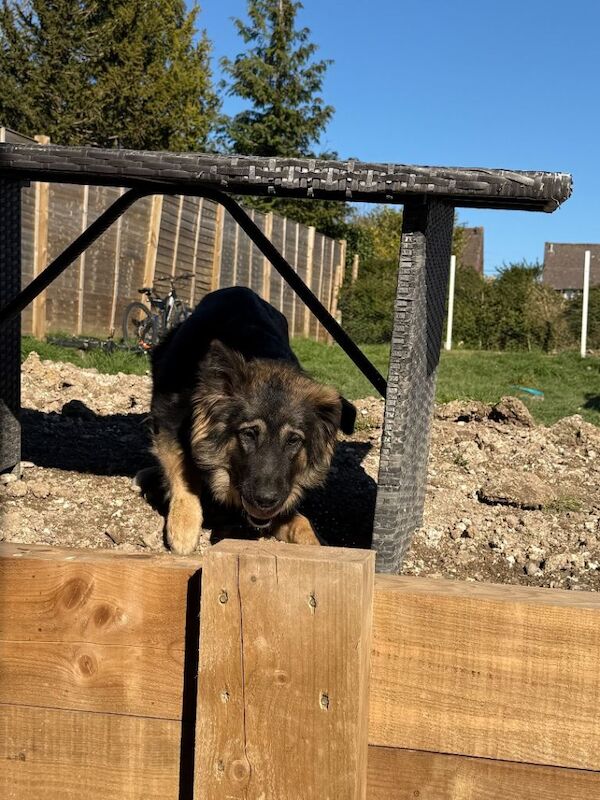 Meet marmalade the German shepherd - Image 3 of 4