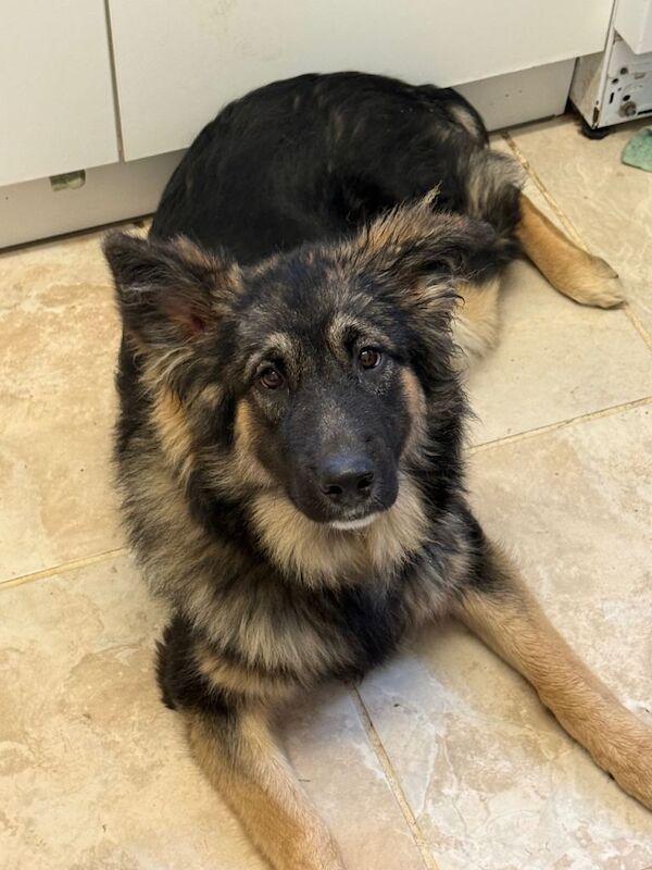 Meet marmalade the German shepherd - Image 4 of 4