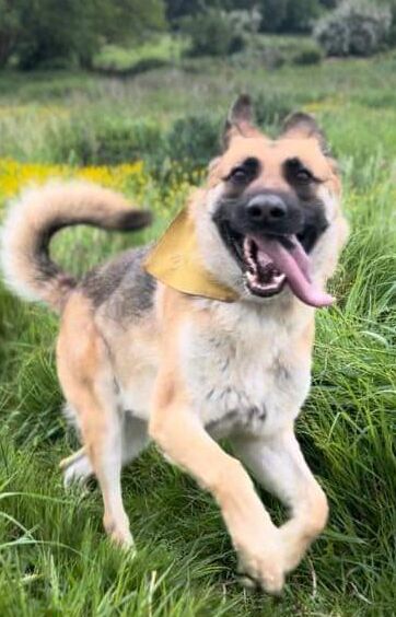Megara- 5 year old Female for sale in Market Drayton, Shropshire