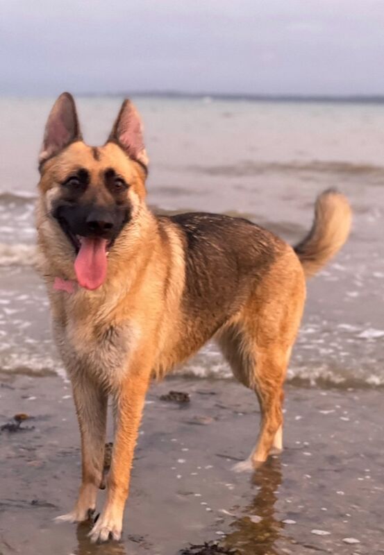 German Shepherd puppies for sale in Market Drayton, Shropshire – 6 years old - Image 2 of 3