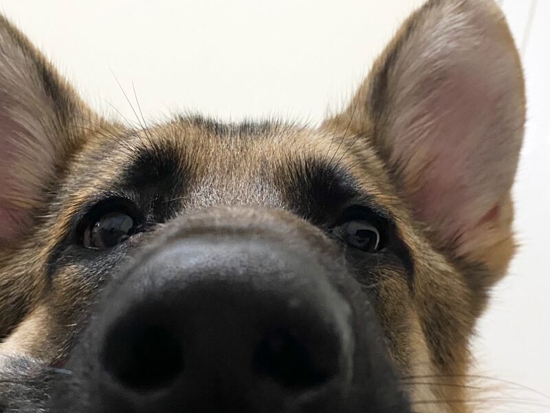 German Shepherd puppies for sale in Market Drayton, Shropshire – 6 years old - Image 3 of 3