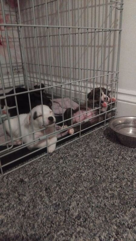 German Shepherd puppies for sale in Littlehampton, West Sussex – 8 weeks old