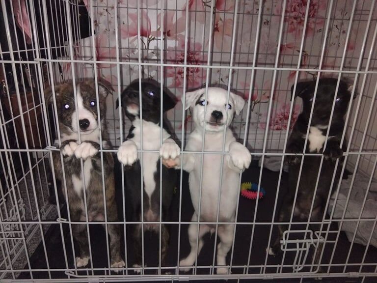 German Shepherd puppies for sale in Littlehampton, West Sussex – 8 weeks old - Image 3 of 3
