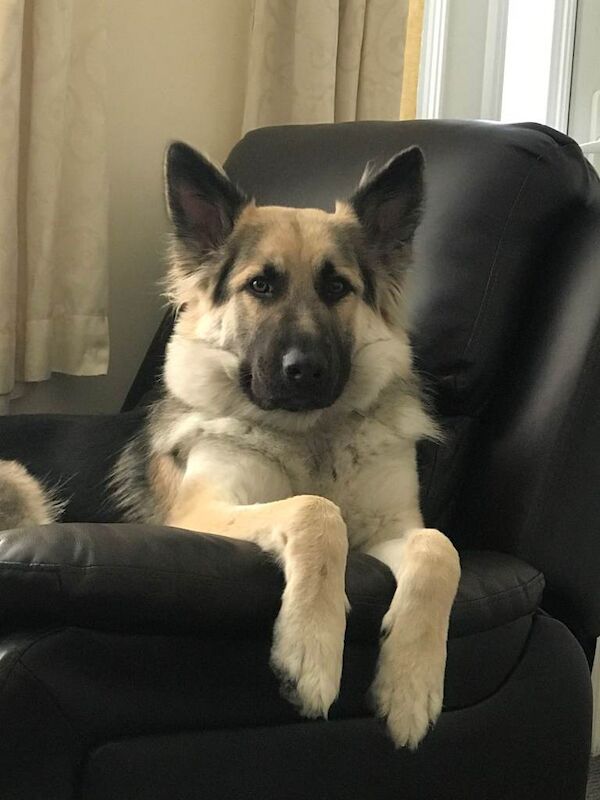 German Shepherd Puppies For Sale