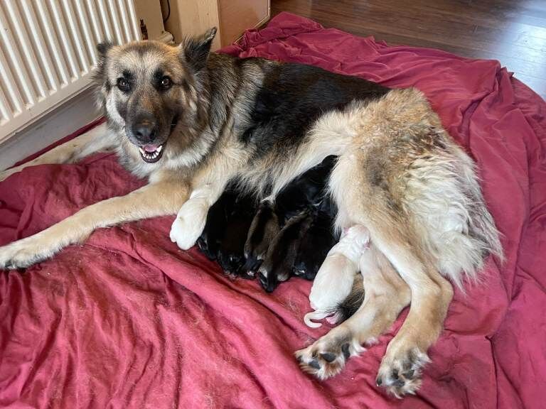 Mixed KC Registered Long Hair German Shepherd Puppies DM Clear - Image 2 of 3