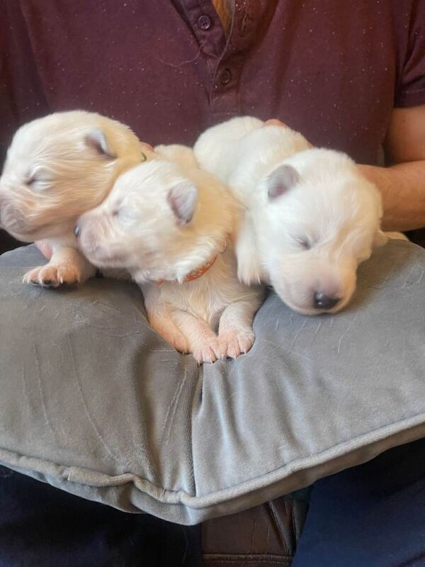 Mixed KC Registered Long Hair German Shepherd Puppies DM Clear - Image 3 of 3