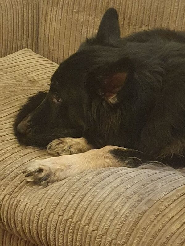My beautiful boy needs another home - Image 4 of 4