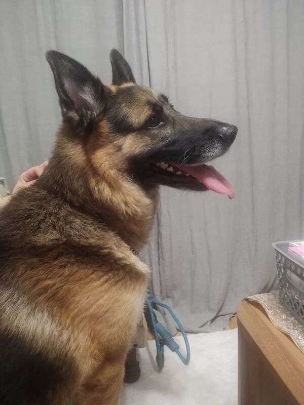 My boy needs new family - Image 2 of 3
