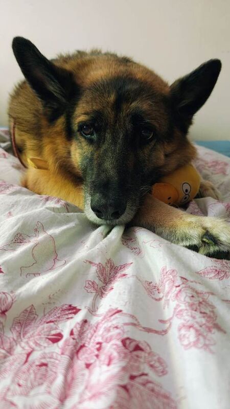My boy needs new family - Image 3 of 3