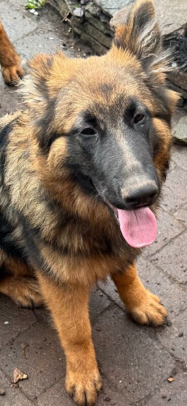 Nearly 7 months GSDs for sale