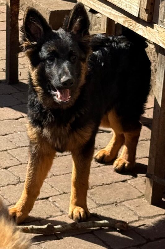 Nearly 7 months GSDs for sale - Image 2 of 3