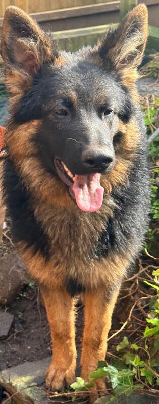Nearly 7 months GSDs for sale - Image 3 of 3