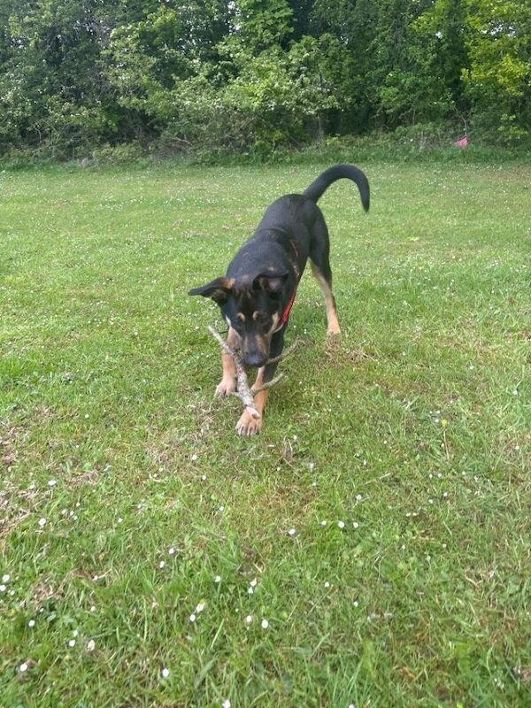 Nearly 8 months german Shepard x - Image 2 of 6