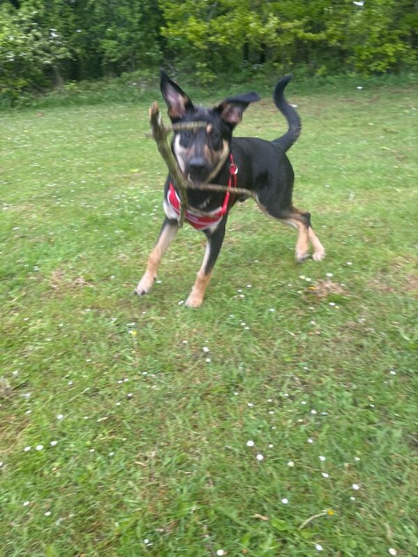 Nearly 8 months german Shepard x - Image 3 of 6