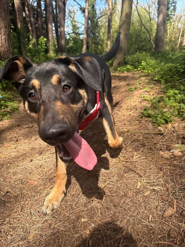 Nearly 8 months german Shepard x - Image 4 of 6