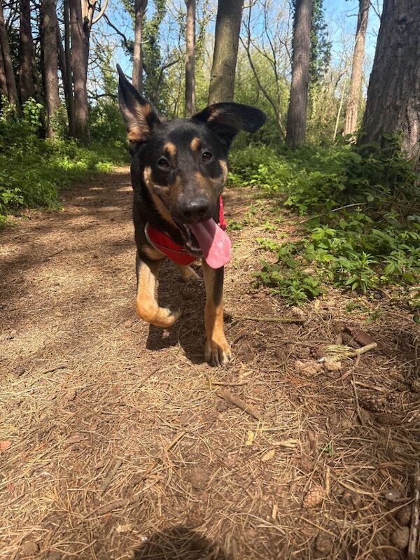 Nearly 8 months german Shepard x - Image 5 of 6