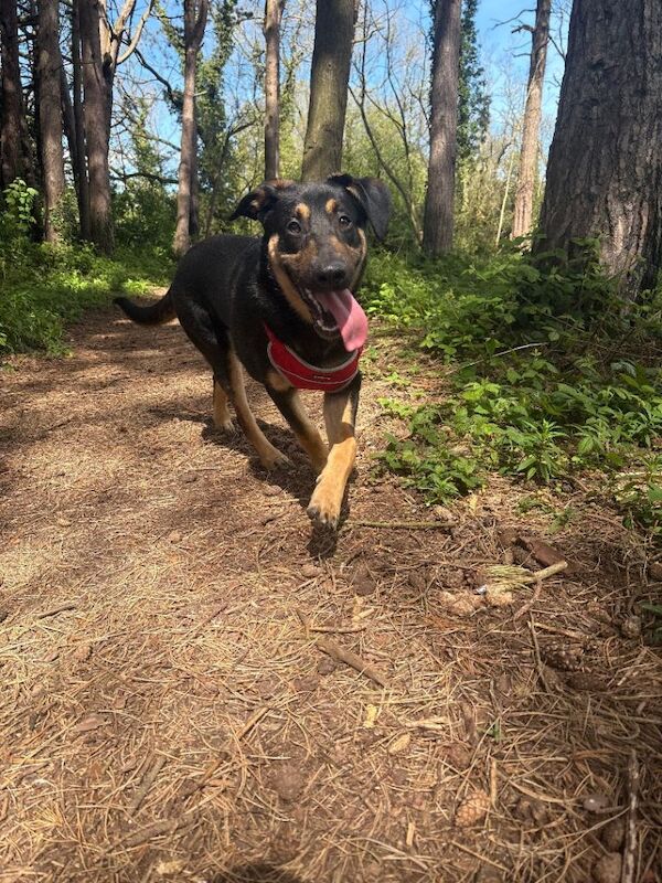 Nearly 8 months german Shepard x - Image 6 of 6