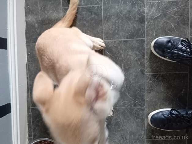 German Shepherd puppies for sale in Swindon, Staffordshire – 1 year old - Image 3 of 5