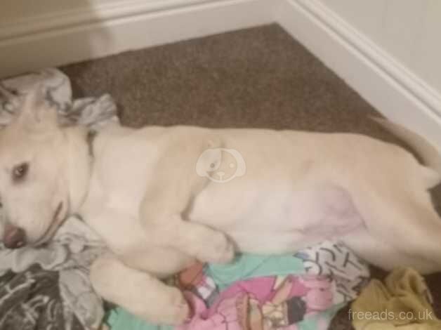 German Shepherd puppies for sale in Swindon, Staffordshire – 1 year old - Image 4 of 5