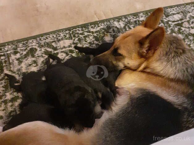 German Shepherds for sale in Nottingham, Nottinghamshire
