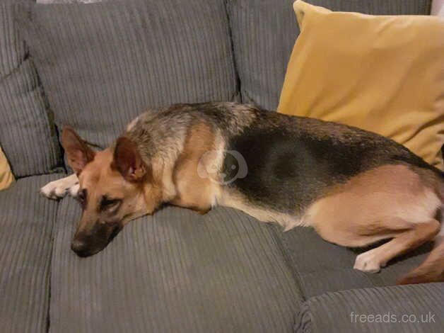 German Shepherd Puppies for sale in Nottinghamshire