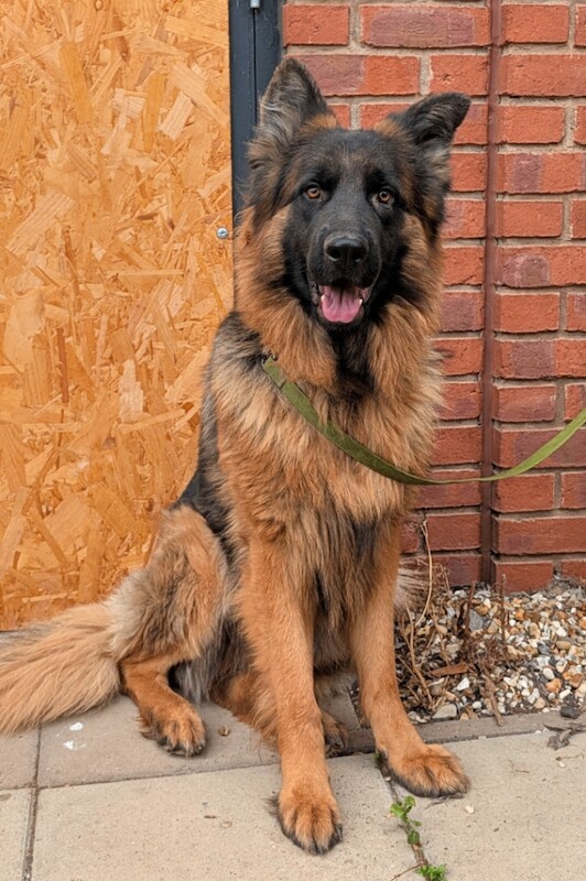 One year old male German Shepherd