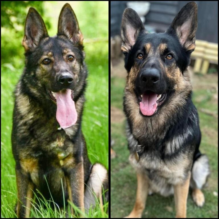 German Shepherd puppies for sale in Aylesbury, Buckinghamshire – 8 weeks old