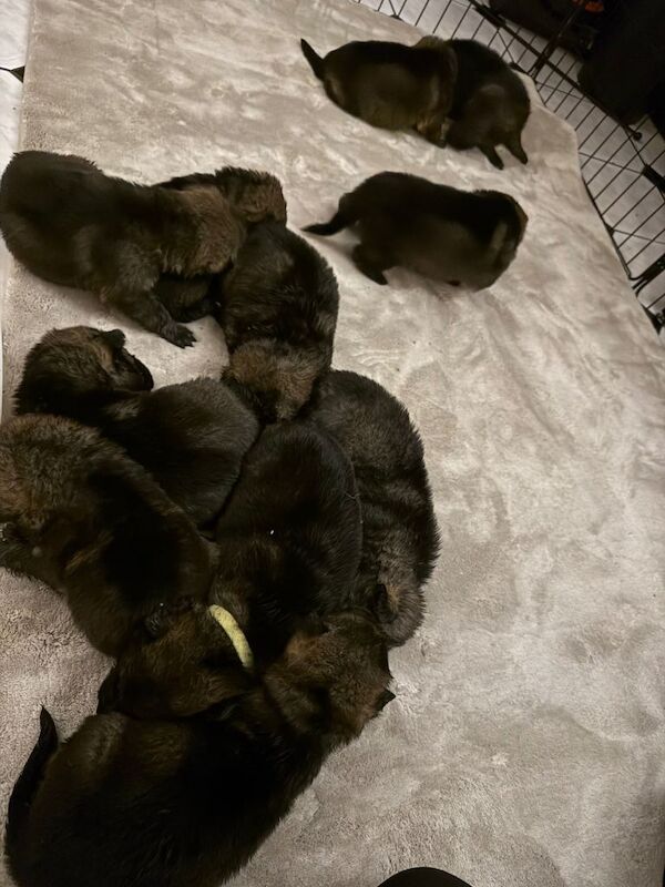 Only 1 Girl Left, Ready To Go! Stunning German Shepard Litter - Image 2 of 3