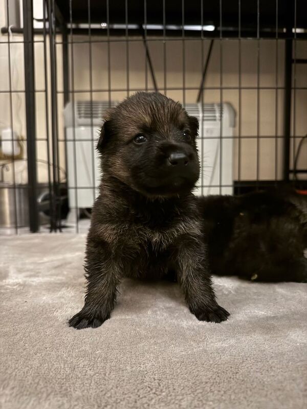 Only 1 Girl Left, Ready To Go! Stunning German Shepard Litter - Image 3 of 3