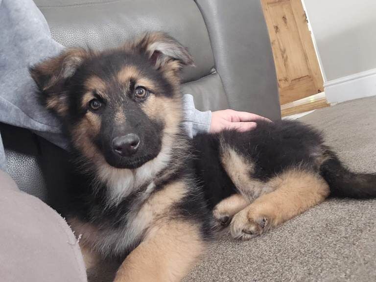 Black German Shepherd Puppies For Sale