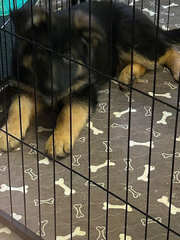 Only 4 girl straight German shepherd puppies left - Image 2 of 6