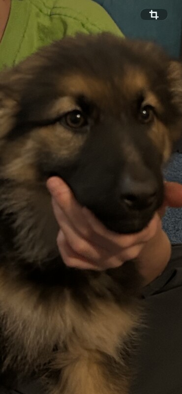 Only 4 girl straight German shepherd puppies left - Image 3 of 6