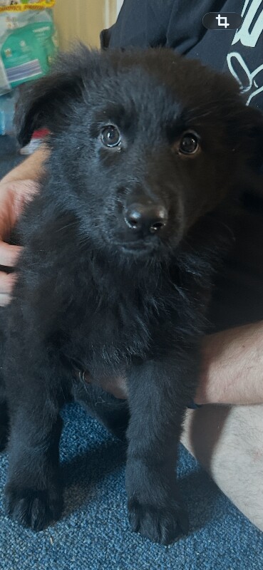 Only 4 girl straight German shepherd puppies left - Image 4 of 6
