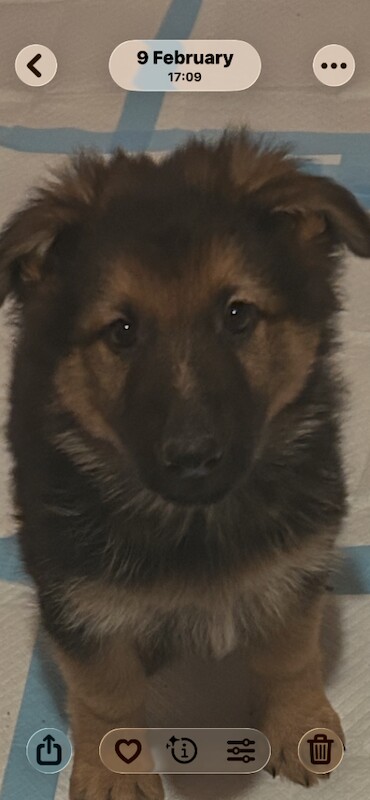 Only 4 girl straight German shepherd puppies left - Image 5 of 6