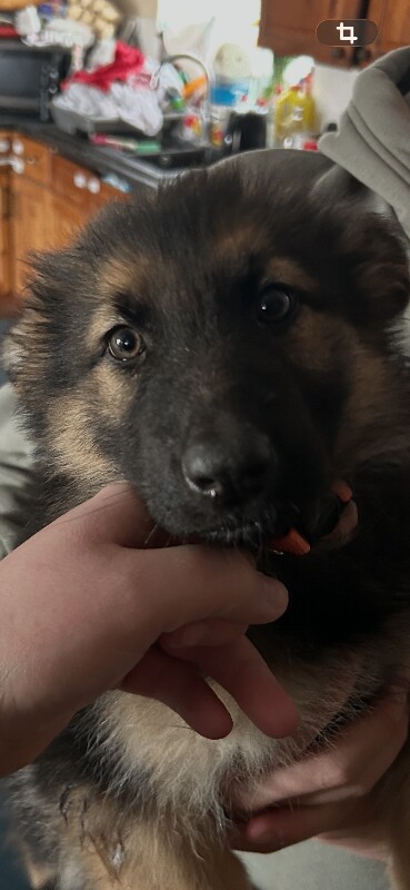 Only 4 girl straight German shepherd puppies left - Image 6 of 6