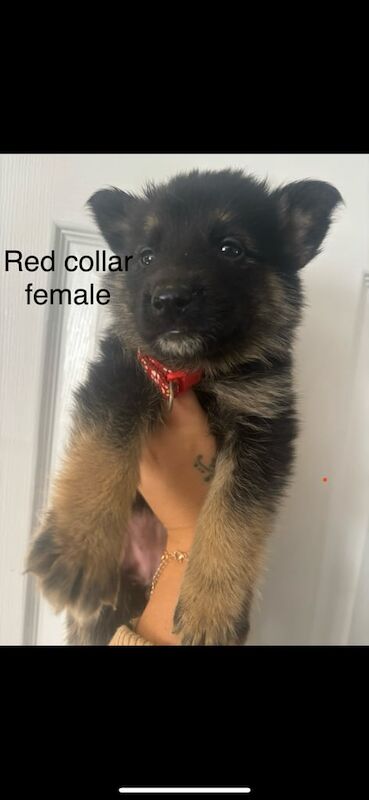German Shepherd puppies for sale in Wolverhampton, West Midlands – 8 weeks old