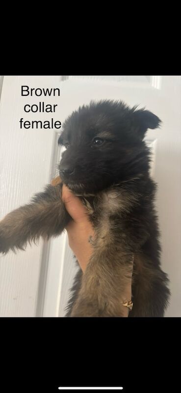 German Shepherd puppies for sale in Wolverhampton, West Midlands – 5 months old - Image 2 of 3