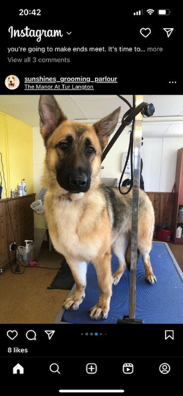 German Shepherd puppies for sale in Leicester, Leicestershire – 5 years old