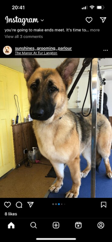 German Shepherd puppies for sale in Leicester, Leicestershire – 5 years old - Image 2 of 4