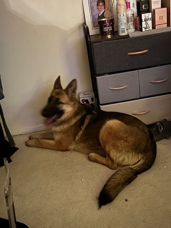 German Shepherd puppies for sale in Leicester, Leicestershire – 5 years old - Image 4 of 4